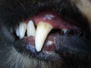 A dog's tooth